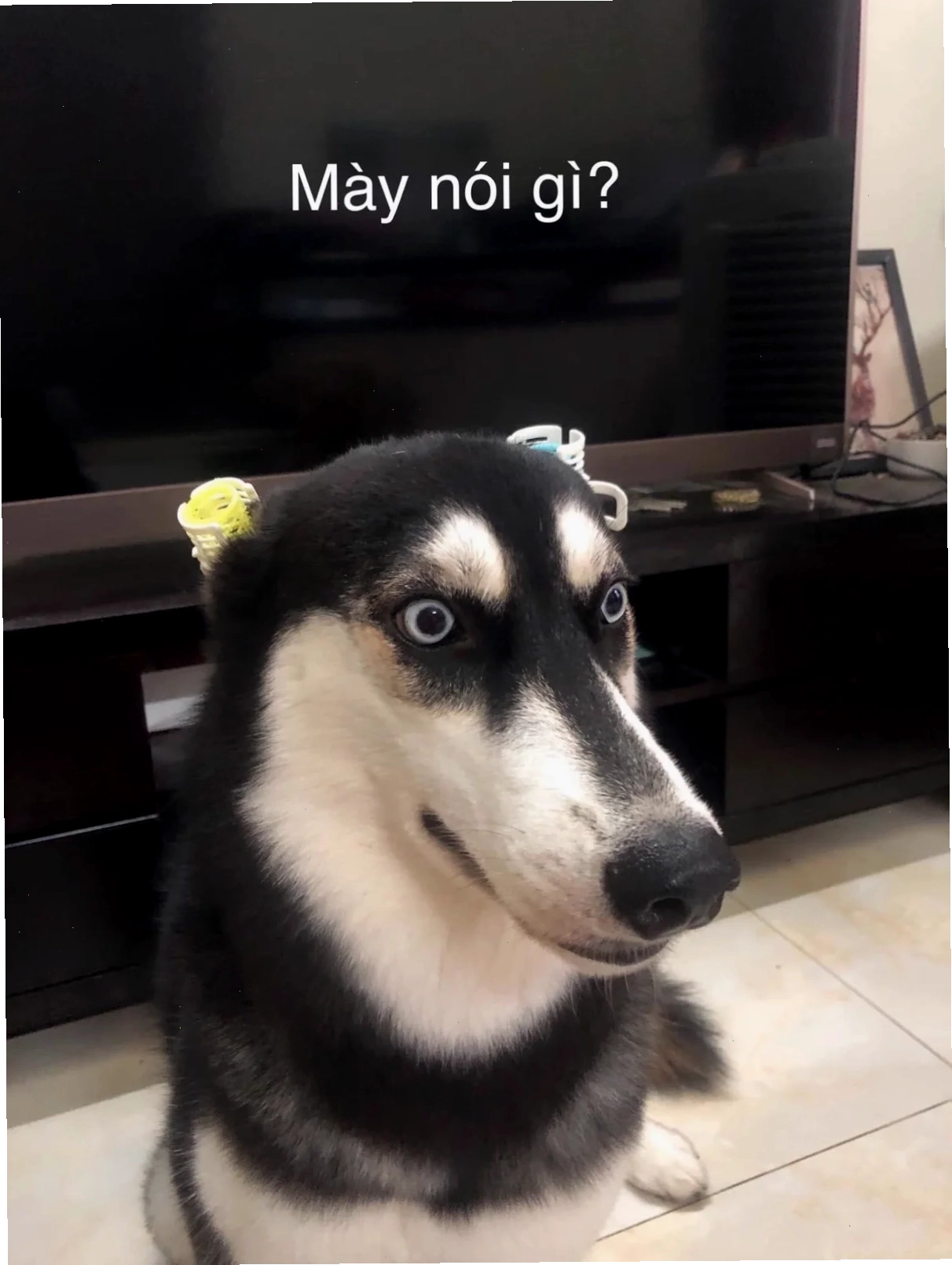 meme chó mèo đánh nhau