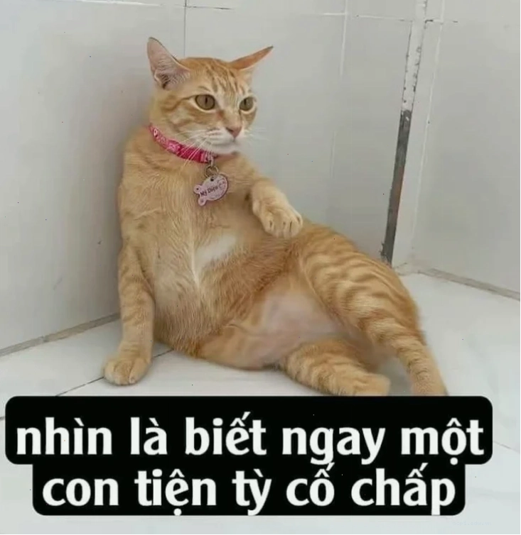 meme chó mèo đánh nhau