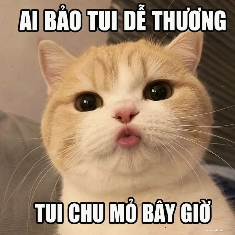 meme chó mèo hài hước