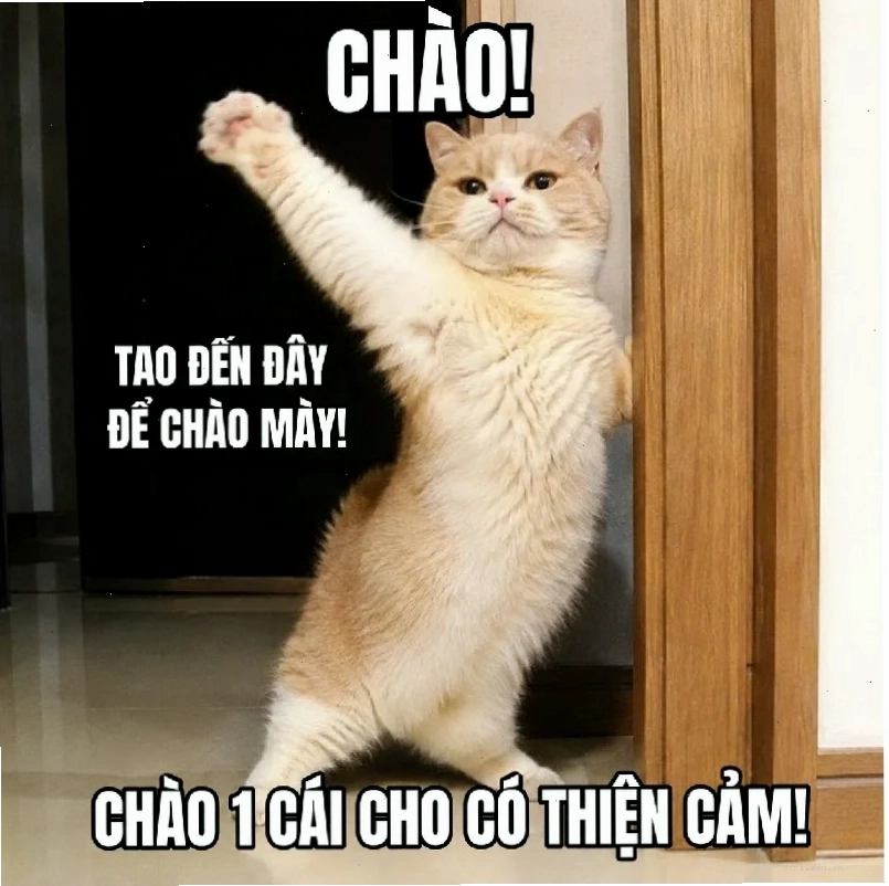 meme chó mèo hài hước