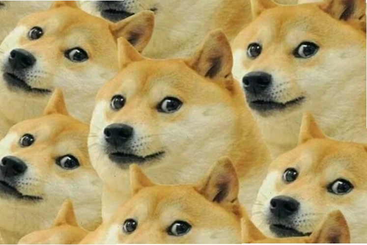 meme chó mèo hài hước