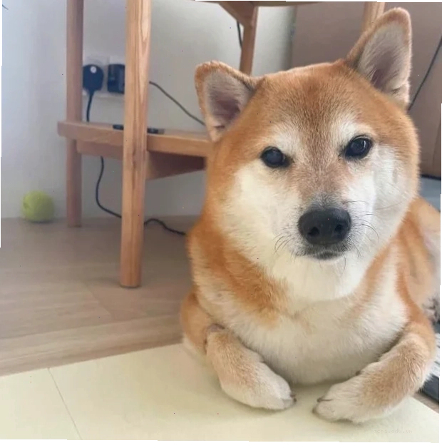 meme chó shiba ăn vụng