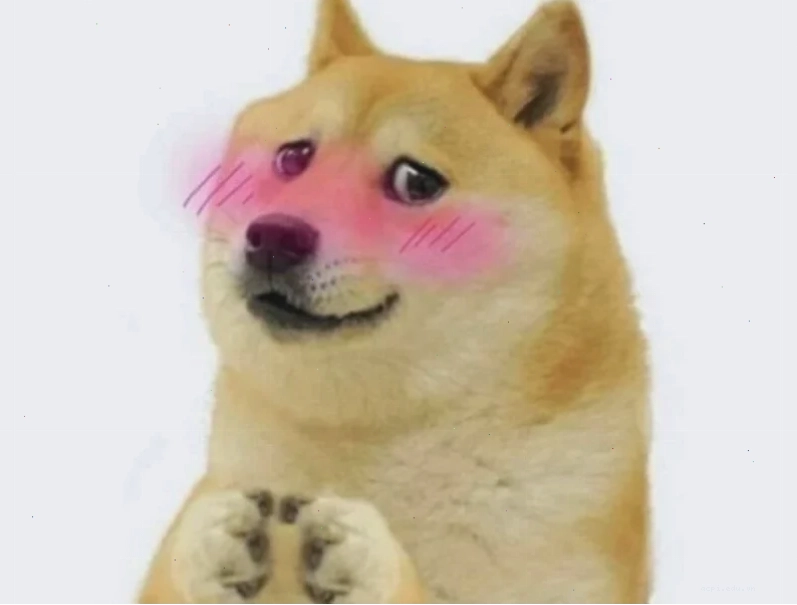 meme chó shiba bên máy tính