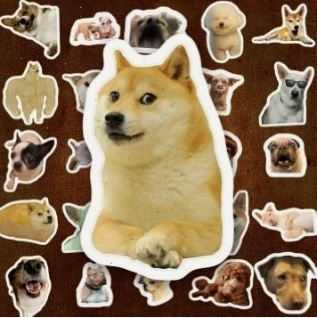 meme chó shiba bị mắng