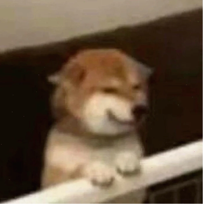 meme chó shiba buồn bã