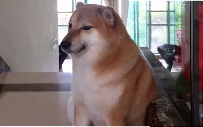 meme chó shiba cầm súng cực ngầu