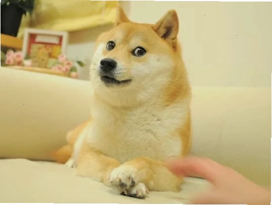 meme chó shiba đang cười