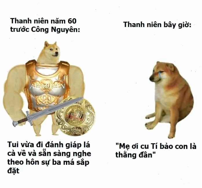 meme chó shiba đang ngủ gật