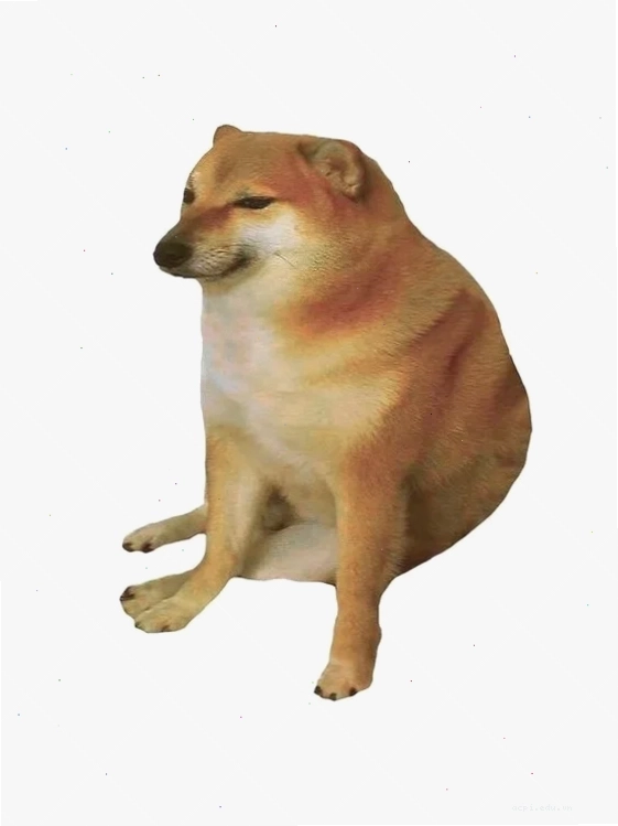 meme chó shiba đội mũ