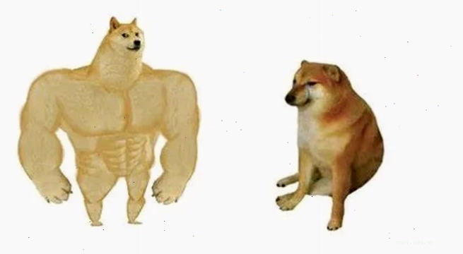 meme chó shiba mặc đồ thời trang