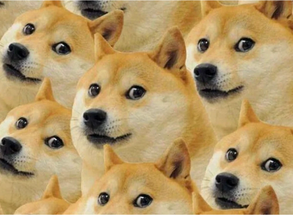 meme chó shiba ngắm cảnh