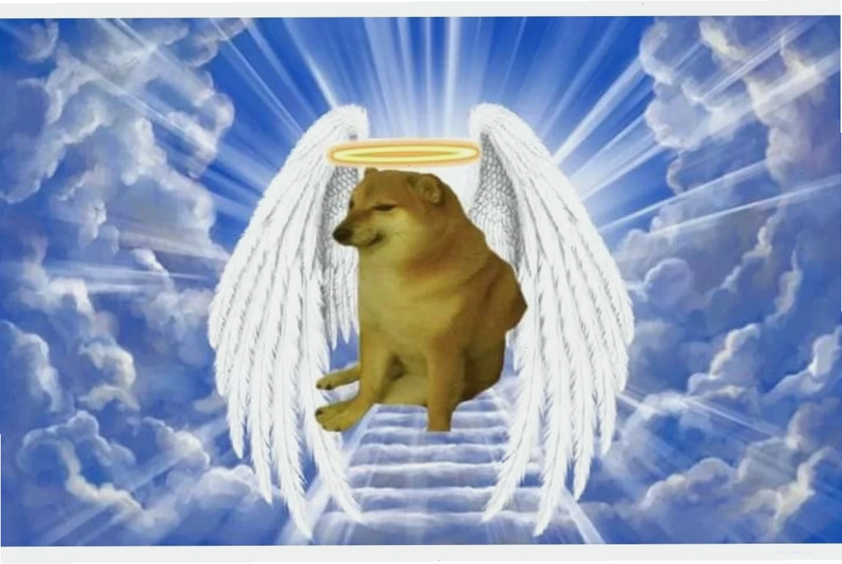 meme chó shiba ngơ ngác