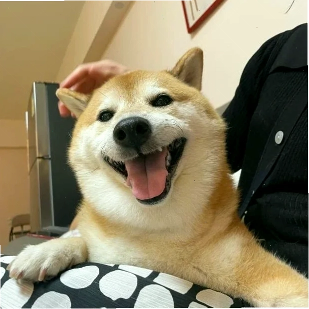 meme chó shiba nhảy vui nhộn