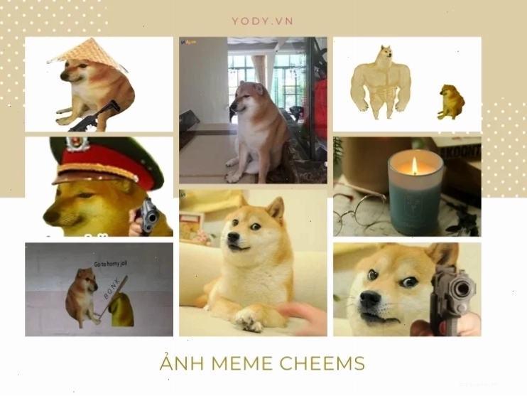 meme chó shiba tập gym