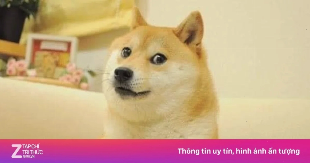 meme chó shiba tức giận