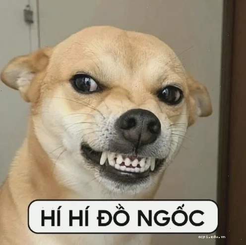 Meme chó sủa dùng để cà khịa bạn thân