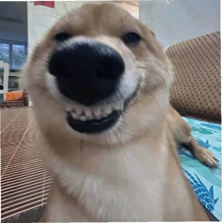 Meme chó sủa liên hoàn dành cho hội nhiều chuyện
