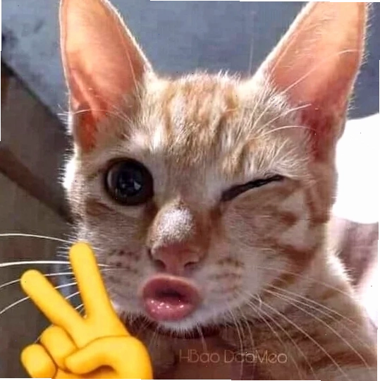 meme chu môi hài