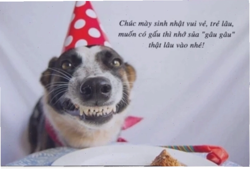 meme chúc mừng sinh nhật hài hước