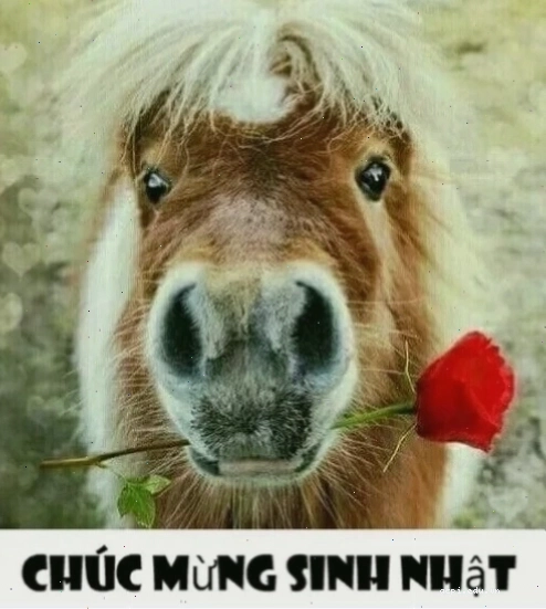 meme chúc mừng sinh nhật sếp