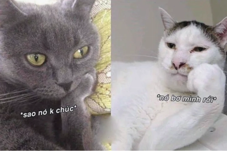 meme chúc ngủ ngon khoảnh khắc cute