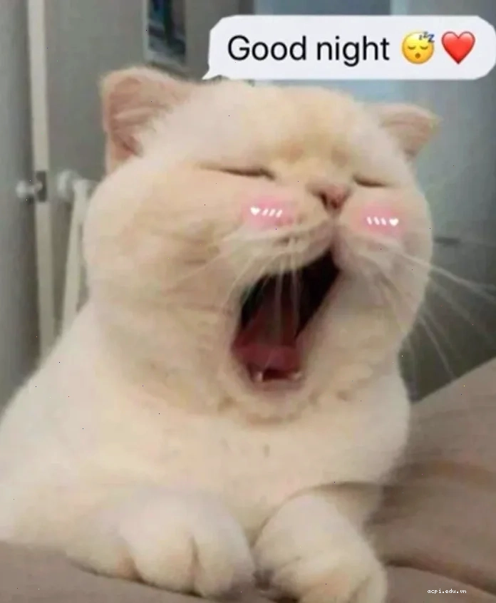 meme chúc ngủ ngon mèo gửi lời