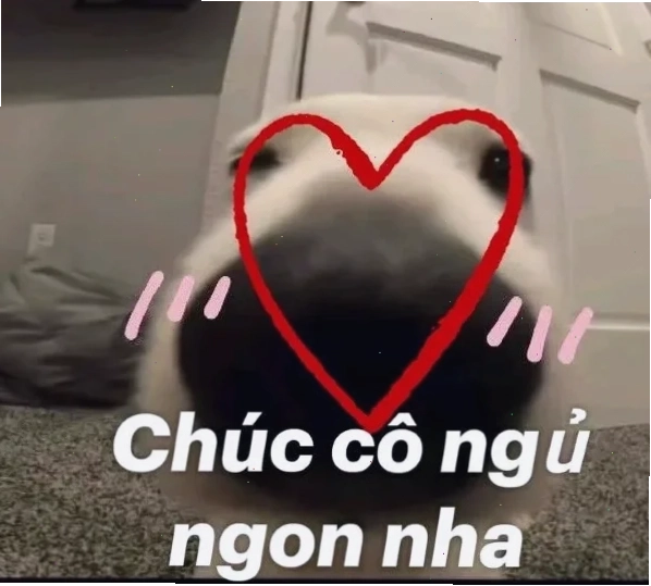 meme chúc ngủ ngon mèo hài