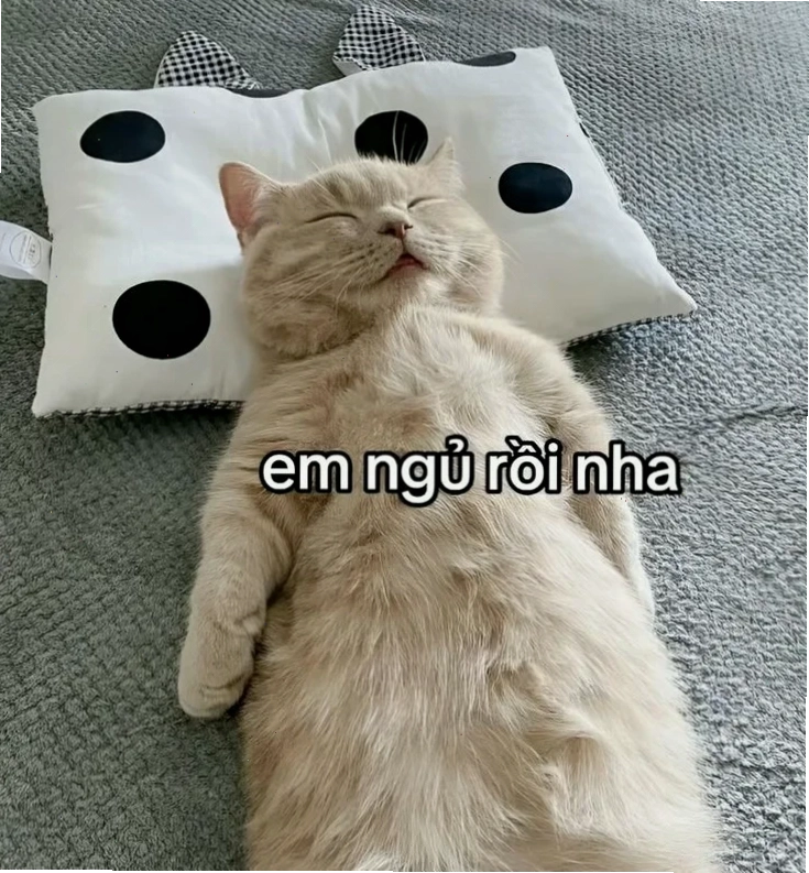 meme chúc ngủ ngon mèo mơ mộng