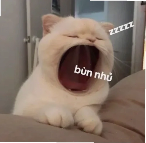meme chúc ngủ ngon mèo ngon