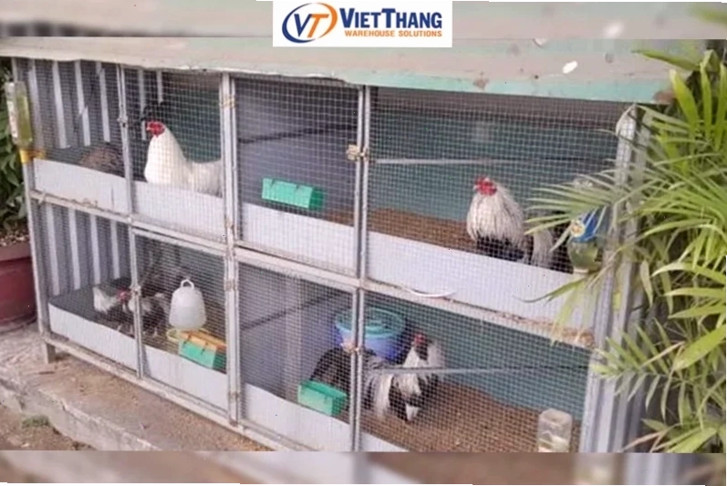 meme chuồng gà hoảng loạn