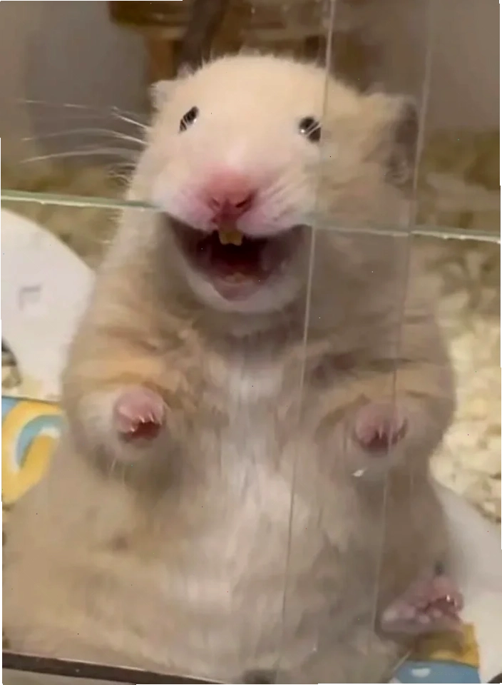 meme chuột hamster buồn