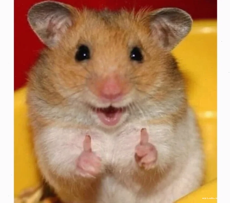 meme chuột hamster buồn