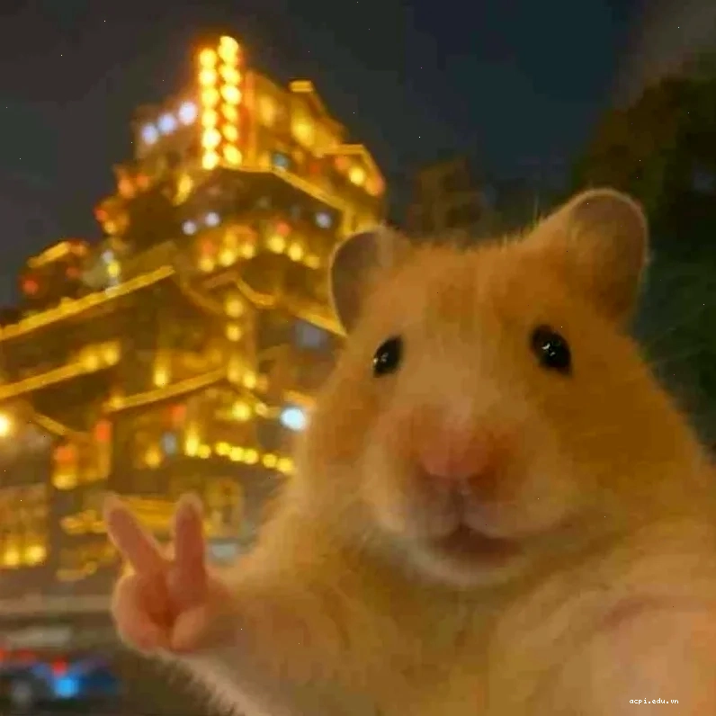 meme chuột hamster buồn