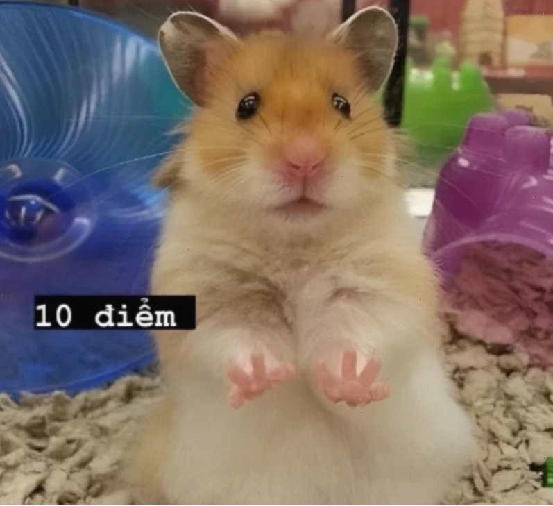 meme chuột hamster buồn