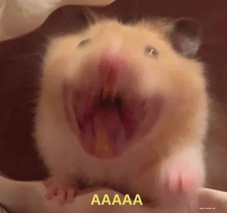 meme chuột hamster buồn