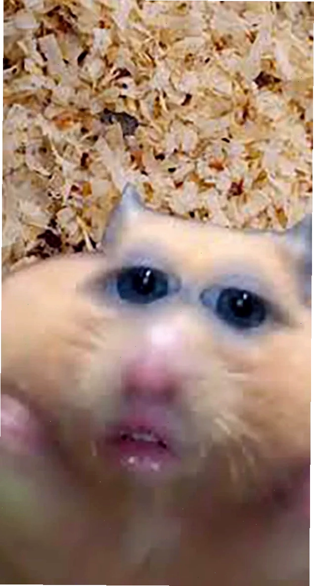 meme chuột hamster cầu vồng