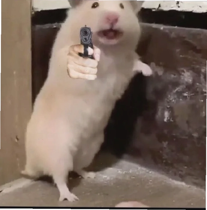 meme chuột hamster cầu vồng