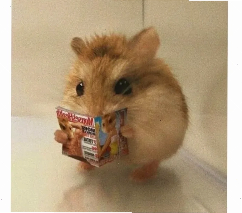 meme chuột hamster cưỡi kỳ lân