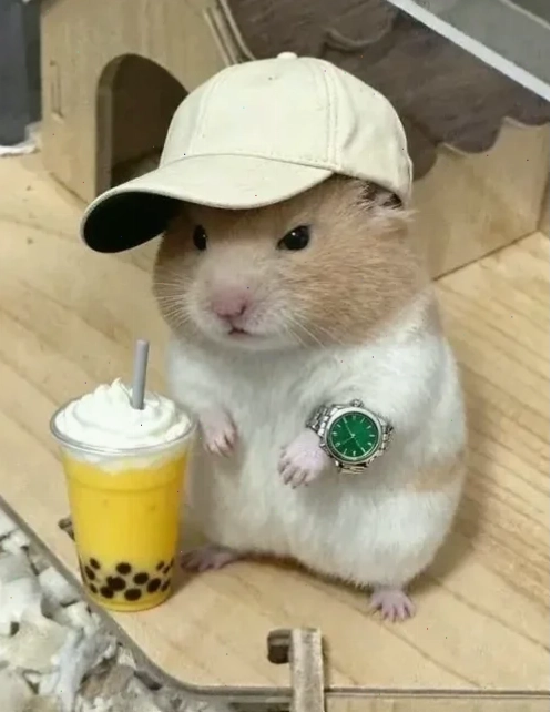 meme chuột hamster cưỡi kỳ lân
