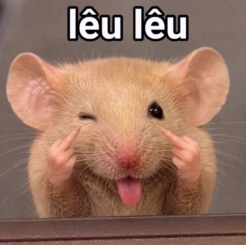 meme chuột hamster cute