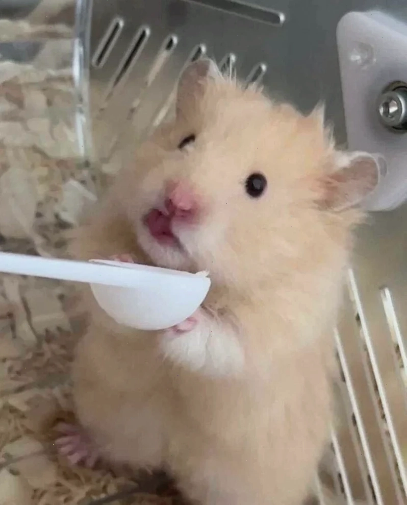 meme chuột hamster cute