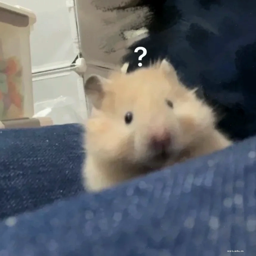 meme chuột hamster cute