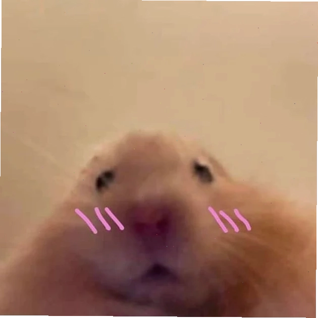 meme chuột hamster cute
