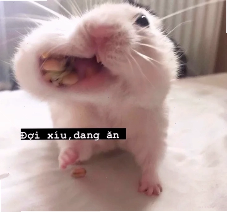 meme chuột hamster cute
