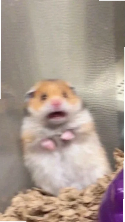 meme chuột hamster ngơ ngác