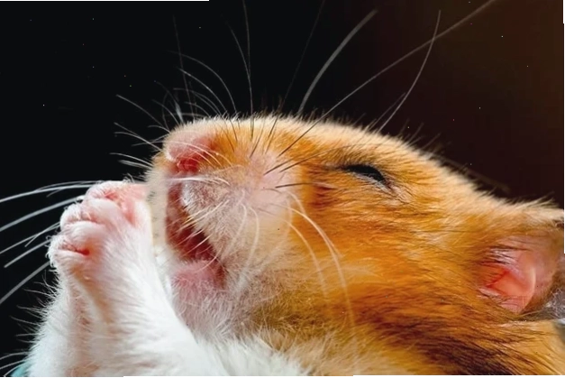 meme chuột hamster tức giận