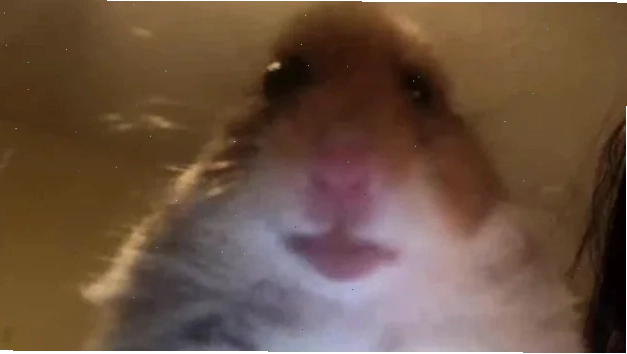 meme chuột hamster tức giận