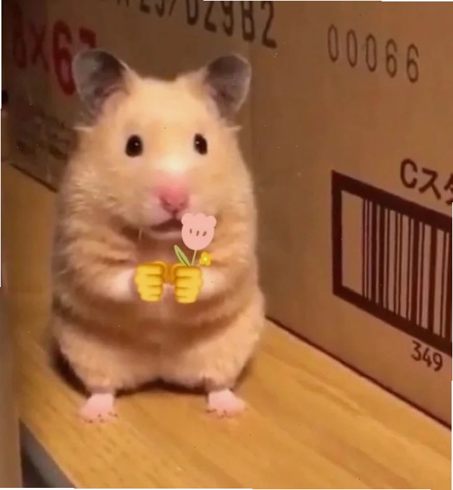 meme chuột hamster tức giận