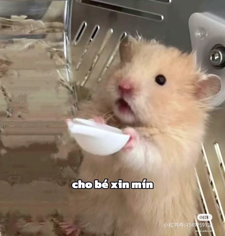meme chuột hamster tức giận