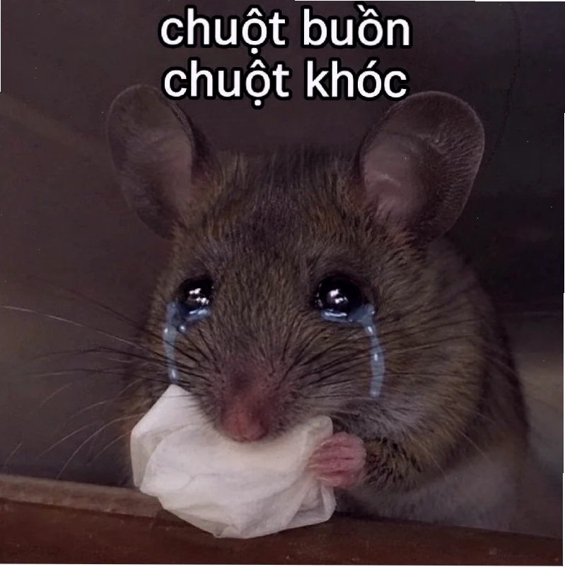 meme chuột hamster tức giận